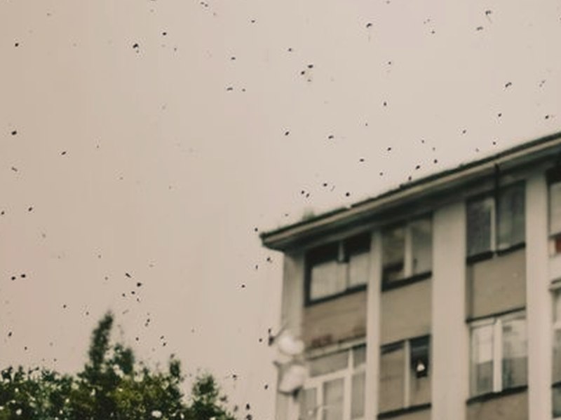 刺角